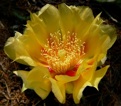 {Opuntia cespitosa}